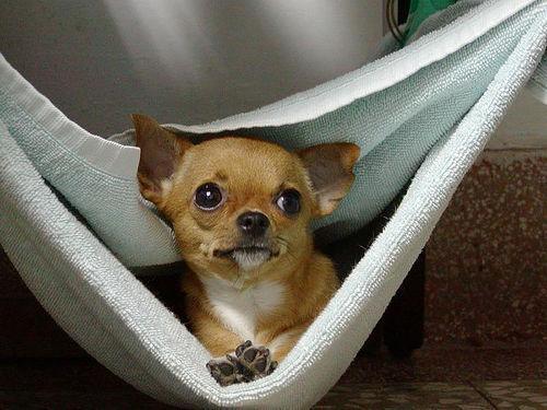 https://images.dog.ceo/breeds/chihuahua/n02085620_7738.jpg