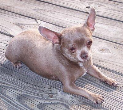 https://images.dog.ceo/breeds/chihuahua/n02085620_8491.jpg