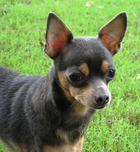 https://images.dog.ceo/breeds/chihuahua/n02085620_9654.jpg