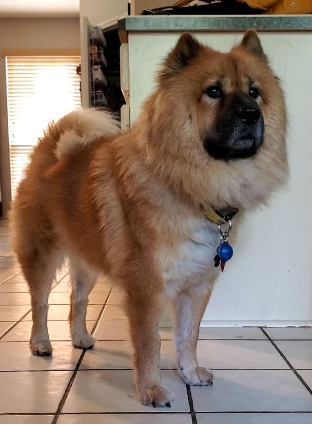 https://images.dog.ceo/breeds/chow/modi2.jpg