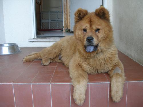 https://images.dog.ceo/breeds/chow/n02112137_1005.jpg