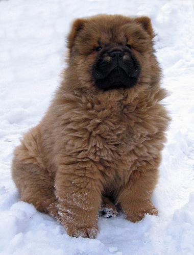 https://images.dog.ceo/breeds/chow/n02112137_10134.jpg