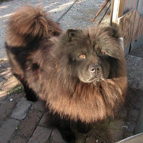 https://images.dog.ceo/breeds/chow/n02112137_1015.jpg