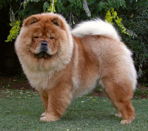 https://images.dog.ceo/breeds/chow/n02112137_10457.jpg