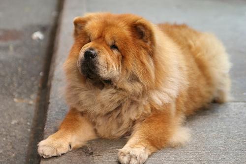 https://images.dog.ceo/breeds/chow/n02112137_10605.jpg