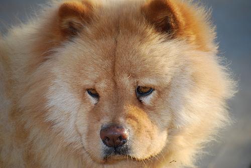 https://images.dog.ceo/breeds/chow/n02112137_10677.jpg