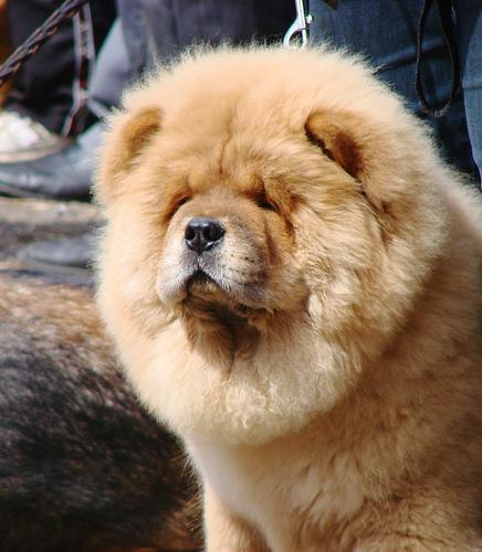 https://images.dog.ceo/breeds/chow/n02112137_10731.jpg