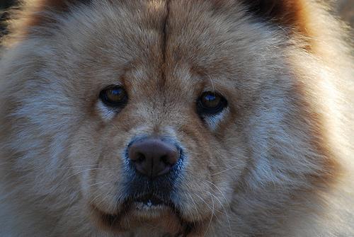 https://images.dog.ceo/breeds/chow/n02112137_10762.jpg