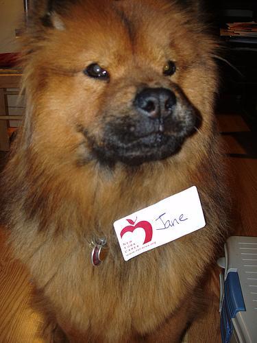 https://images.dog.ceo/breeds/chow/n02112137_10792.jpg