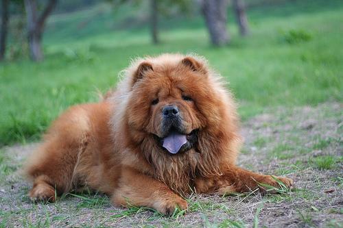 https://images.dog.ceo/breeds/chow/n02112137_10815.jpg