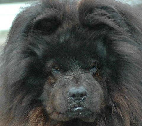 https://images.dog.ceo/breeds/chow/n02112137_11273.jpg