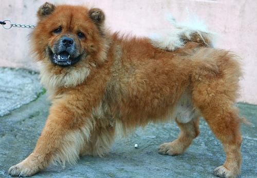 https://images.dog.ceo/breeds/chow/n02112137_11549.jpg