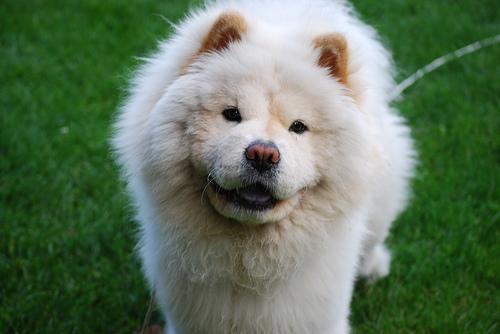 https://images.dog.ceo/breeds/chow/n02112137_11858.jpg