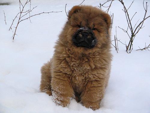 https://images.dog.ceo/breeds/chow/n02112137_11927.jpg