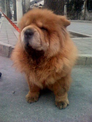 https://images.dog.ceo/breeds/chow/n02112137_11938.jpg