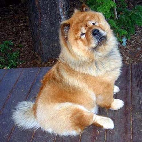 https://images.dog.ceo/breeds/chow/n02112137_12685.jpg