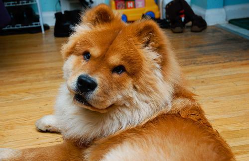 https://images.dog.ceo/breeds/chow/n02112137_12792.jpg