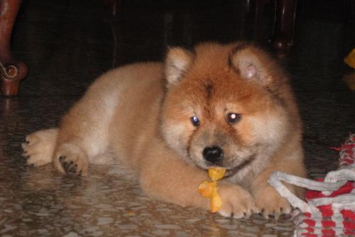 https://images.dog.ceo/breeds/chow/n02112137_13499.jpg