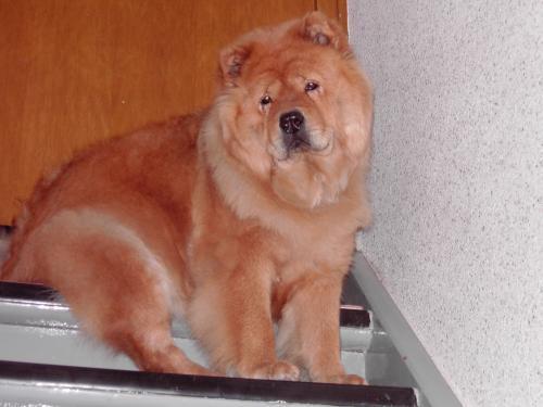 https://images.dog.ceo/breeds/chow/n02112137_13649.jpg