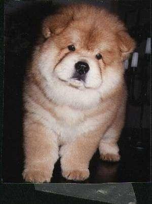 https://images.dog.ceo/breeds/chow/n02112137_14004.jpg