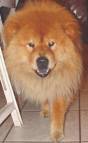 https://images.dog.ceo/breeds/chow/n02112137_14369.jpg