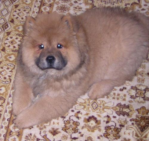 https://images.dog.ceo/breeds/chow/n02112137_15277.jpg