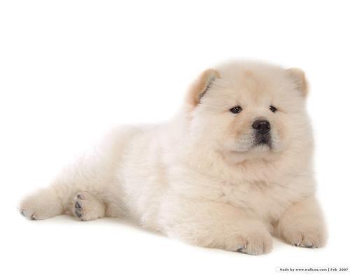 https://images.dog.ceo/breeds/chow/n02112137_15770.jpg