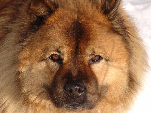 https://images.dog.ceo/breeds/chow/n02112137_15792.jpg