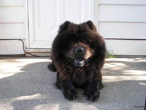 https://images.dog.ceo/breeds/chow/n02112137_161.jpg