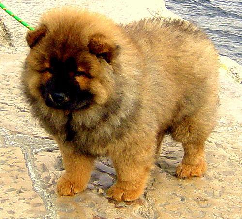 https://images.dog.ceo/breeds/chow/n02112137_16109.jpg