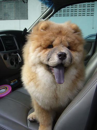 https://images.dog.ceo/breeds/chow/n02112137_1614.jpg