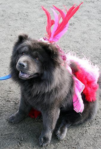 https://images.dog.ceo/breeds/chow/n02112137_16162.jpg