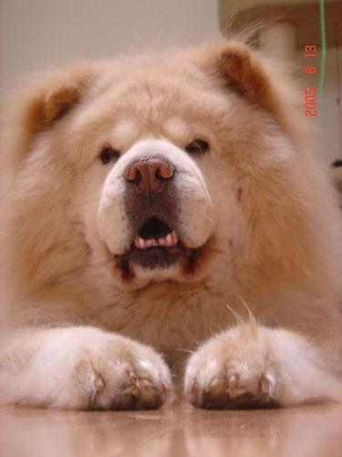 https://images.dog.ceo/breeds/chow/n02112137_16270.jpg