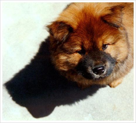 https://images.dog.ceo/breeds/chow/n02112137_16354.jpg