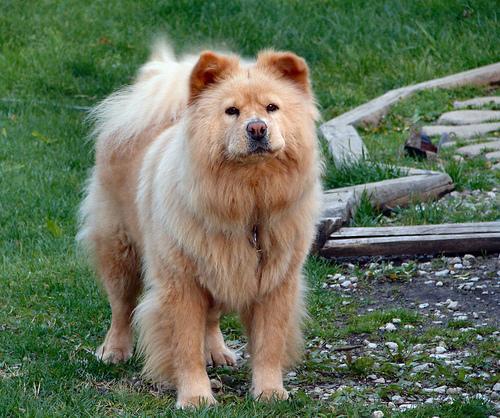 https://images.dog.ceo/breeds/chow/n02112137_16520.jpg