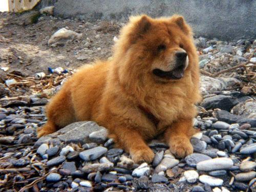 https://images.dog.ceo/breeds/chow/n02112137_16817.jpg