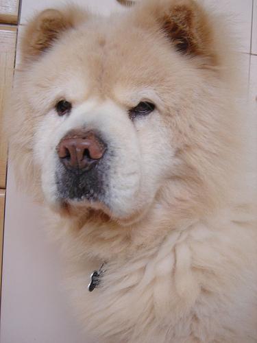 https://images.dog.ceo/breeds/chow/n02112137_1704.jpg