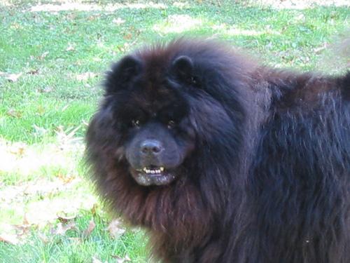 https://images.dog.ceo/breeds/chow/n02112137_17437.jpg