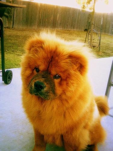 https://images.dog.ceo/breeds/chow/n02112137_1795.jpg