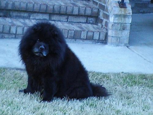 https://images.dog.ceo/breeds/chow/n02112137_18174.jpg