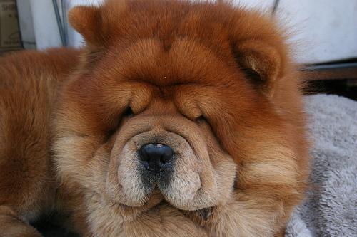 https://images.dog.ceo/breeds/chow/n02112137_2020.jpg