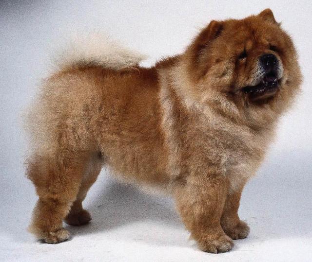 https://images.dog.ceo/breeds/chow/n02112137_2133.jpg