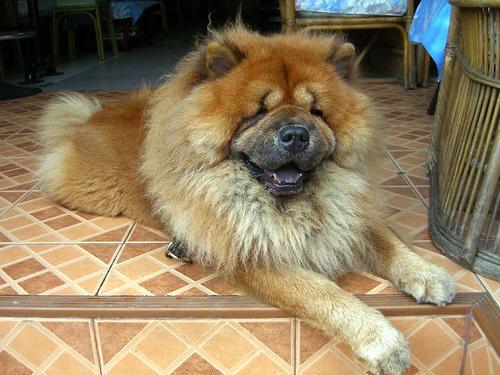 https://images.dog.ceo/breeds/chow/n02112137_2220.jpg