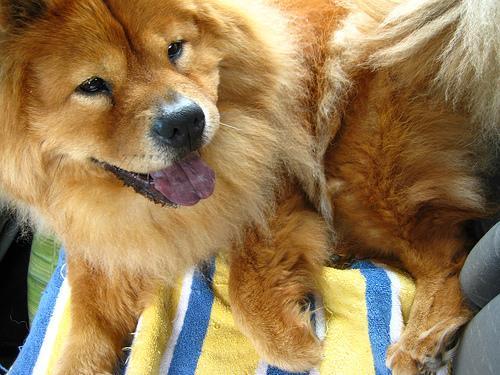 https://images.dog.ceo/breeds/chow/n02112137_2319.jpg