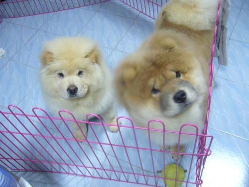 https://images.dog.ceo/breeds/chow/n02112137_2411.jpg