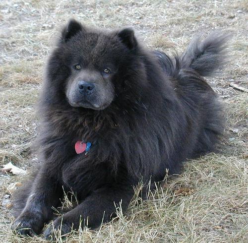 https://images.dog.ceo/breeds/chow/n02112137_2453.jpg