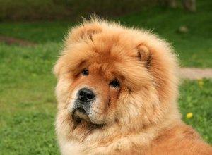 https://images.dog.ceo/breeds/chow/n02112137_2664.jpg