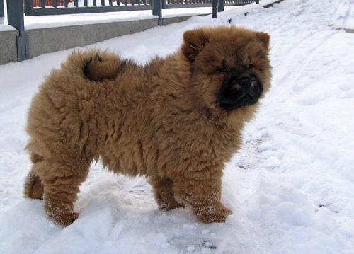 https://images.dog.ceo/breeds/chow/n02112137_2724.jpg