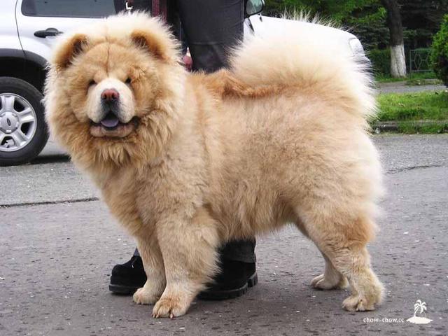 https://images.dog.ceo/breeds/chow/n02112137_2739.jpg