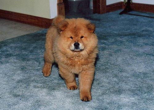 https://images.dog.ceo/breeds/chow/n02112137_2745.jpg